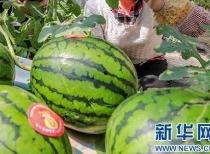 开封吃瓜事件最新消息视频,最新视频揭露惊人内幕