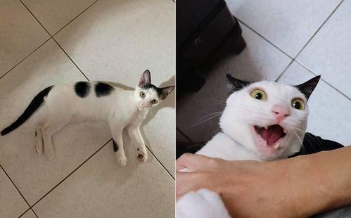 猫圈互喷吃瓜视频大全,吃瓜群众围观互喷大戏