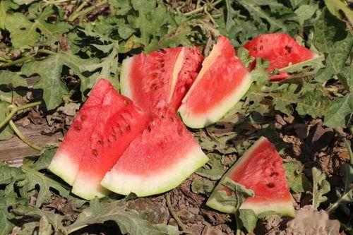 和溪吃瓜视频,揭秘娱乐圈幕后故事