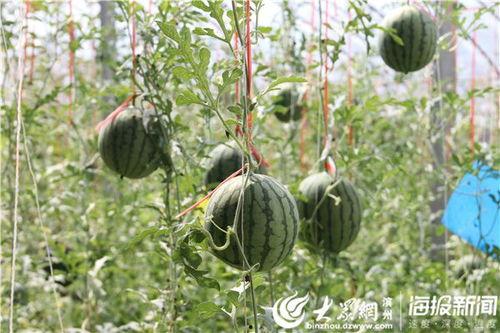 丁山职校被爆吃瓜视频,校园生活背后真相揭秘