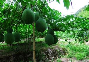 吊瓜怎样吃不胀气呢视频,轻松避免胀气困扰