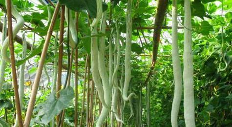 外国小哥吃蛇瓜的视频大全,揭秘全球奇食大赏