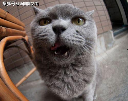 蓝猫吃瓜视频在线观看,趣味横生的搞笑瞬间，在线观看乐翻天