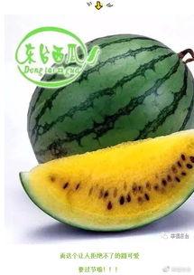 开森吃瓜视频大全,盘点娱乐圈那些让人捧腹大笑的瞬间