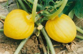 瓜栗怎么吃最好吃视频讲解,视频教学带你尝鲜