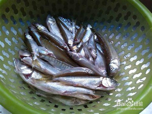 小瓜吃小鱼视频,一场趣味盎然的海洋冒险