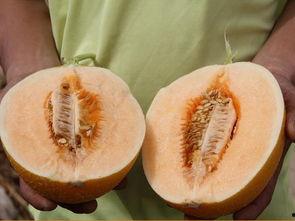 吃蜜瓜喝水苦不苦呢视频,揭秘口感差异之谜