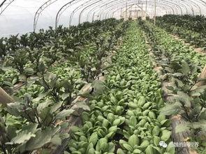 河边找瓜吃的视频,一场别开生面的找瓜之旅