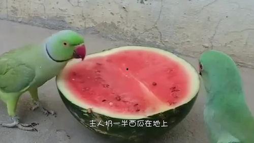 鸡吃瓜视频大全免费观看,视频大全集锦