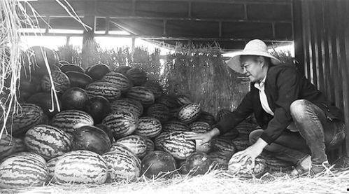 碣石吃瓜群众事件视频,一场网络舆论的风暴与反思